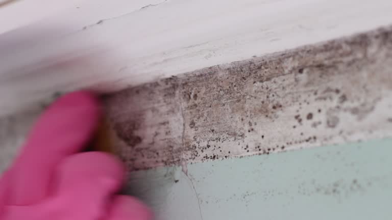  Mulberry, NC Mold Removal Pros